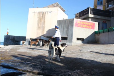 Và trên những đảo chìm cô đơn ấy, chó trở thành người bạn thân thiết của những người lính đảo