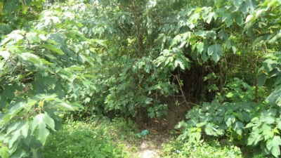 Vết tích được cho là cổng hang chứa kho báu một thời trong rừng