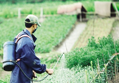 Một trong những nguyên tắc được coi như rất quan trọng trong vấn đề bảo vệ thực vật là hạn chế sử dụng thuốc bảo vệ thực vật