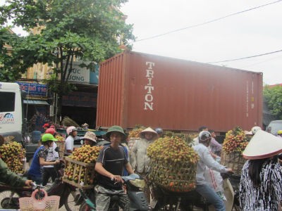 Người dân nô nức đi bán vải thiều