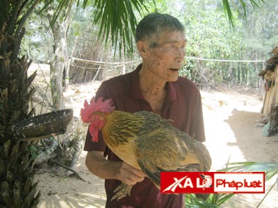 Gia chủ và con gà sau 2 lần tự