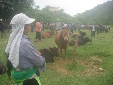 Giàng Thị Kia bán xong trâu và sẽ tìm mua cặp bò giống
