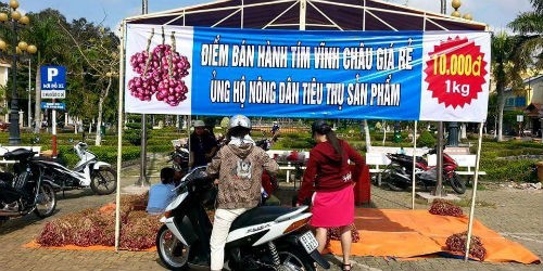 Tỉnh Đoàn Sóc Trăng làm cầu nối tiêu thụ hành tím cho nông dân