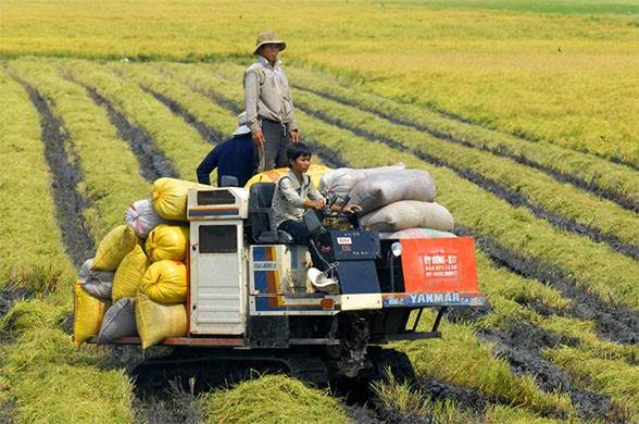 Khó tích tụ đất đai khiến nhiều doanh nghiệp không mặn mà đầu tư vào nông nghiệp do có nhiều rủi ro (Ảnh minh họa)