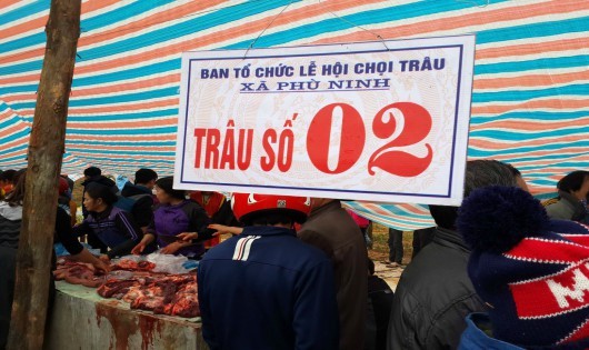 Trâu chọi xong, thịt được bán giá 500.000đ/kg