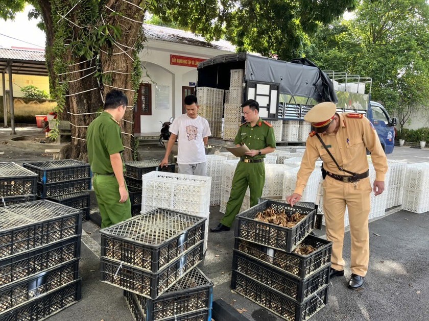 Lực lượng Công an huyện Vân Đồn thu giữ số gà giống và trứng gà vịt không rõ nguồn gốc.