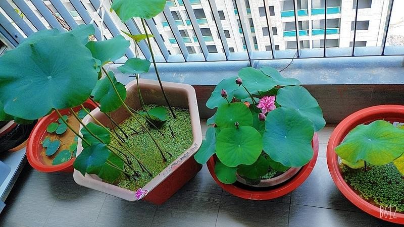 Dân mạng chia sẻ cách trồng và chăm sóc cây xanh tại nhà 