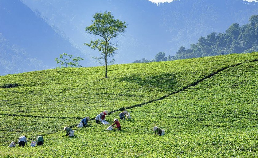 Đồi chè Thái Nguyên - Nguồn gốc và Đặc điểm của trà đặc sản Thái Nguyên