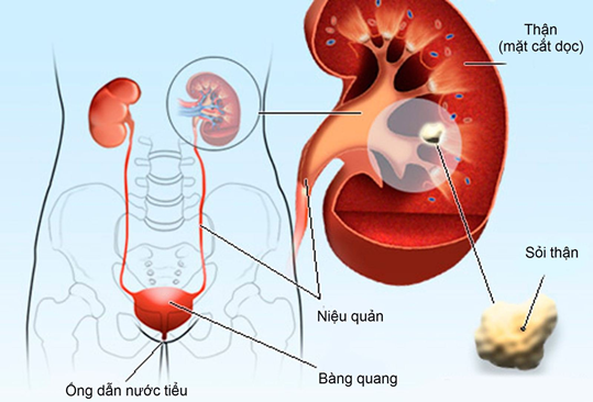 Bạch tật lê - Dược liệu vàng cho nam giới tinh trùng yếu mong có con | Báo Pháp luật Việt Nam điện tử