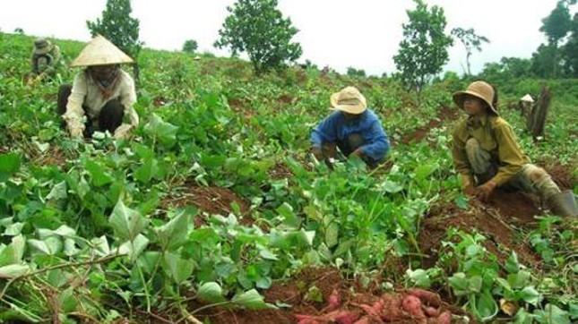 Thương lái Trung Quốc ồ ạt thu mua lá khoai lang