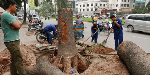 Theo đơn giá của Hà Nội, việc đào gốc xà cừ có đường kính 120 cm được tính phí 10 triệu đồng. Ảnh: Quý Đoàn.