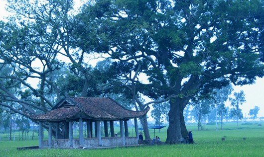 Cây đa đầu làng - biểu tượng yên bình của làng Canh Nậu