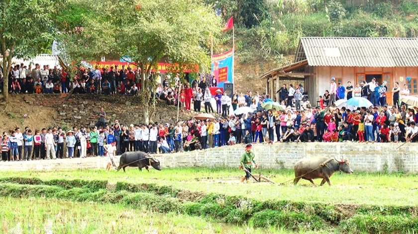 Phần thi cày trong lễ hội Lồng Tồng.