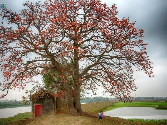 Cây gạo trở thành không gian thiêng trong tiềm thức tín ngưỡng người Việt.