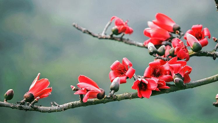 Hoa gạo