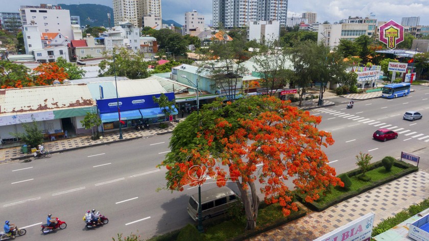 Cây phượng độc, lạ ở Vũng Tàu thu hút nhiều người