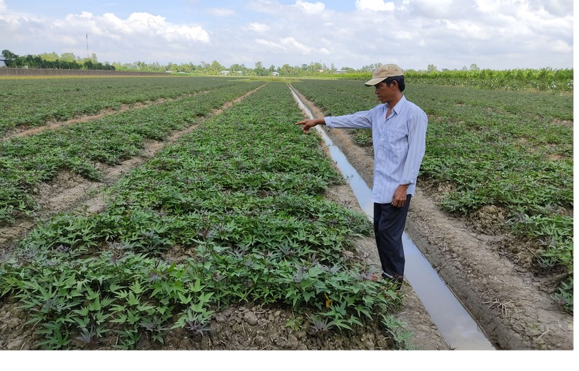 Ông Nguyễn Công Thắng bên mảnh ruộng canh tác khoai lang.