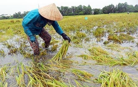 Cần nâng cao vai trò của phụ nữ trong công tác thích ứng với BĐKH. (Ảnh minh họa)