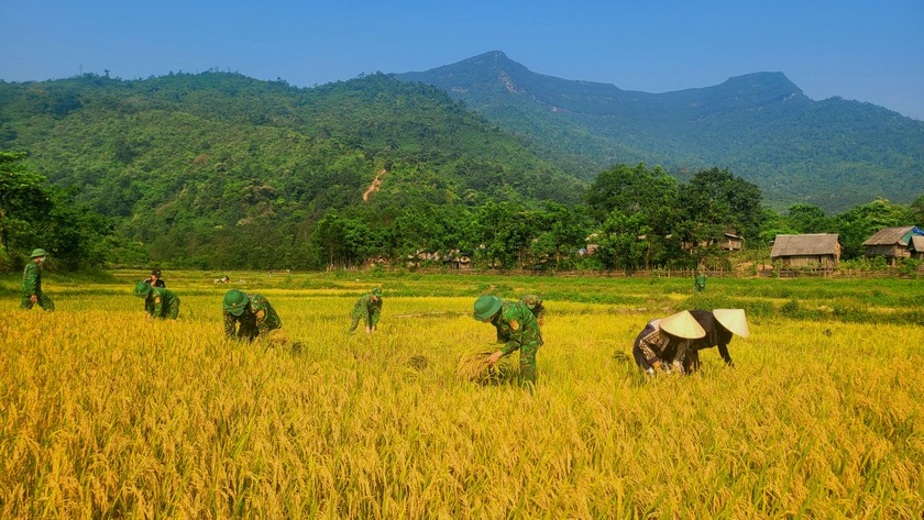 Cán bộ chiến sĩ Đồn Biên phòng Cửa khẩu quốc tế Cha Lo (Quảng Bình) cùng đồng bào xuống đồng sớm để thu hoạch lúa nước.