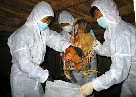 Virut H7N9 có thể lấy lan theo nhiều đường