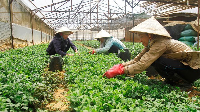 Nông nghiệp là lĩnh vực mà Việt Nam từ lâu đã trải thảm đỏ song lại chưa thu hút được nhiều sự quan tâm của giới đầu tư quốc tế