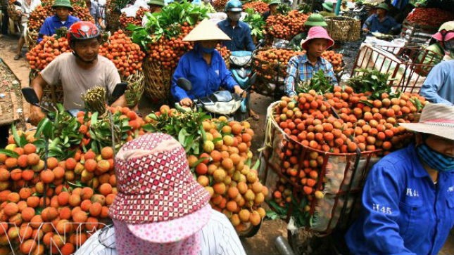 “Ông mai”, “bà mối” chưa sát sao, tích cực nên trong khi nhiều người tiêu dùng chưa một lần được nếm vải thiều mà người trồng vải Lục Ngạn vẫn khóc ròng vì vải ế?