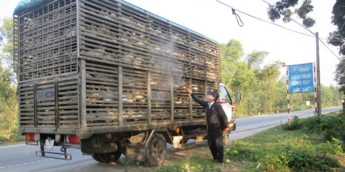 Chi cục Thú y Quảng Nam thực hiện phúc kiểm vận chuyển động vật tại Trạm Kiểm dịch đầu mối giao thông Dốc Sỏi
