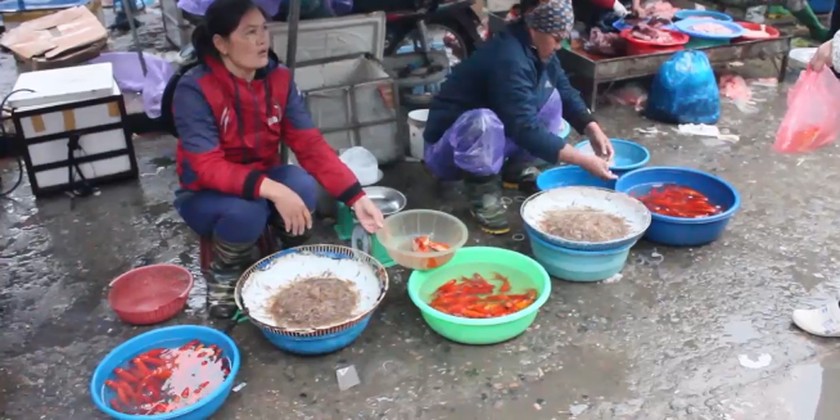 Sự tích ngày 23 tháng Chạp cúng ông Công, ông Táo