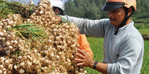 Tỏi Lý Sơn có cơ hội xuất khẩu cực lớn sang Hàn Quốc, thị trường tiêu thụ tỏi được cho là lớn nhất thế giới