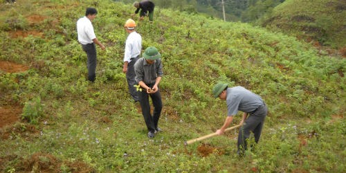 Nhiều nơi việc quản lý, sử dụng đất nông, lâm trường chưa hiệu quả. (Ảnh minh họa)