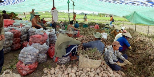 Khoai lang “giá bèo” ở Bình Tân, Vĩnh Long