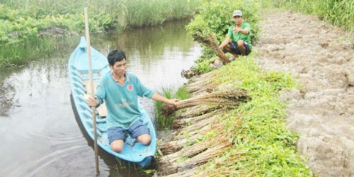 Người dân cho rằng, nếu tràm giống đúng tuổi sẽ không có hiện tượng mới đem về đã bị héo và… chết dần như hiện nay