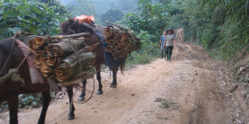 Những chú ngựa là phương tiện thích hợp nhất để vận chuyển quế ra trung tâm xã vì đường sá còn quá trắc trở