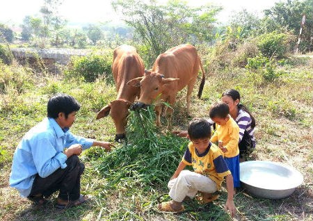 Các hộ gia đình từ Nam ra Bắc thoát nghèo nhờ nuôi bò