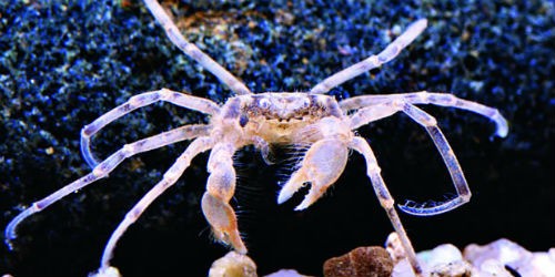 Cua nhện Thái Lan hút hồn "dân chơi" thủy sinh