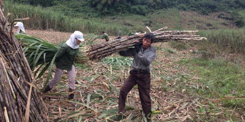 Cơ hội đẩy lùi thoát nghèo