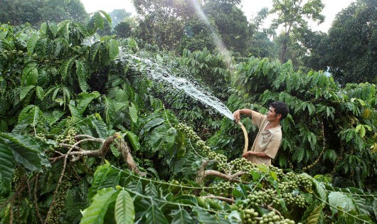 Chỉ bằng những tin nhắn đơn giản, thông tin về mùa vụ, giá cả... nhanh chóng được cung cấp tới tận điện thoại của người nông dân