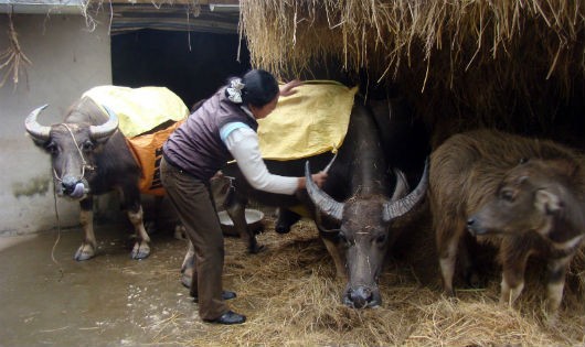 Phòng chống rét cho đàn trâu bò.