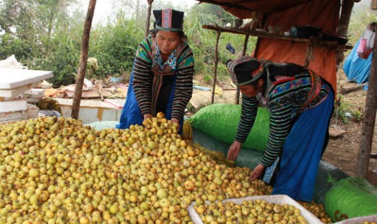 Đầu ra nông sản cho bà con dân tộc phải được tính toán và dự báo.
Trong ảnh: Bà con thu hoạch sơn tra ở bản Nậm Lộng, xã Hang Chú, huyện Bắc Yên, Sơn La. (Ảnh VOV)