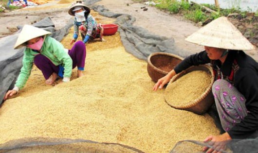 Vụ Đông Xuân năm nay, do giá tốt cho người dân nên việc thu mua tạm trữ
trở nên không cần thiết