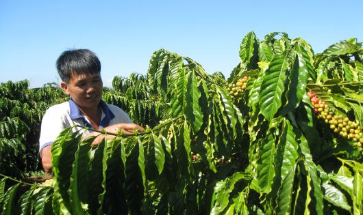 Nhờ có vốn kịp thời, diện tích cà phê tái canh đã cho năng suất cao