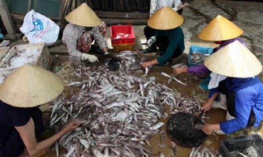 Gia đình chị Lê Thị Tuyến ở xã Hoằng Phụ, huyện Hoằng Hóa vay vốn chương trình giải quyết việc làm đầu tư cơ sở làm nước mắm, cá khô đã thu hút nhiều lao động địa phương