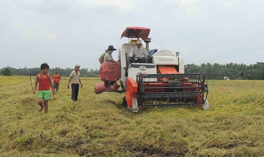 Người dân bắt chuột trên cánh đồng đang thu hoạch