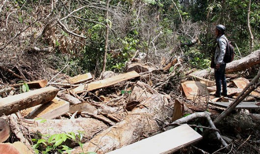 Rừng Lâm Đồng bị tàn phá