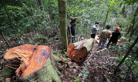 Rừng Tà Nùng bị “lâm tặc” tàn phá