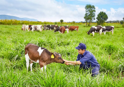 Vinamilk đạt chứng nhận trang trại bò sữa Organic đầu tiên tại Việt Nam