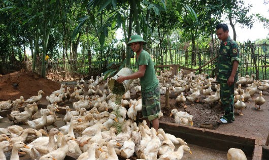 Thượng úy Nguyễn Thanh Vỹ - Tiểu đoàn trưởng - kiểm tra khu vực nuôi gia cầm của đơn vị