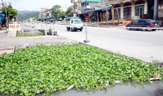 Người dân phải dùng bèo để khử mùi hôi do nước thải tù đọng tại vị trí nền đường Dự án đã triển khai. 
(Ảnh Báo Quảng Ninh - chụp tại tổ 1, khu 1B, phường Quang Hanh, TP Cẩm Phả)