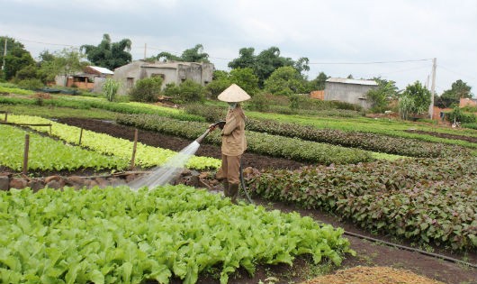 Rau, quả không an toàn là nỗi lo sợ của người dân hiện nay