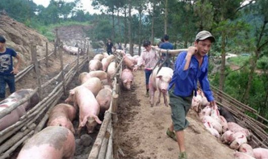 Giá lợn lao dốc, người nuôi lợn đang phải bù lỗ 1 triệu/ con khi xuất chuồng. 
Ảnh minh họa